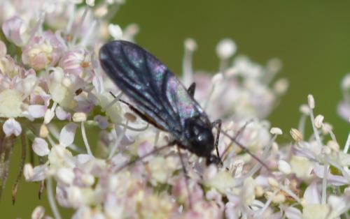 Sciara sp.